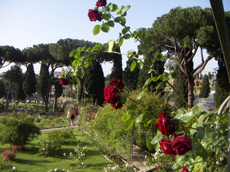 rome rose 6