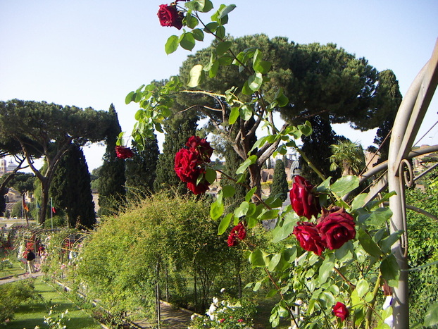 Rome’s Rose Garden | Minerva Tours Rome